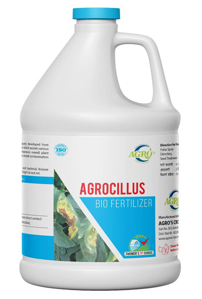 agrocillus